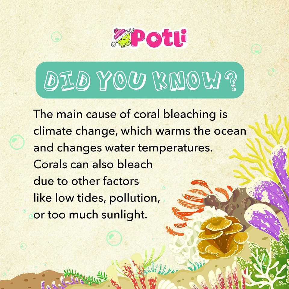 Potli the Octopus social media post